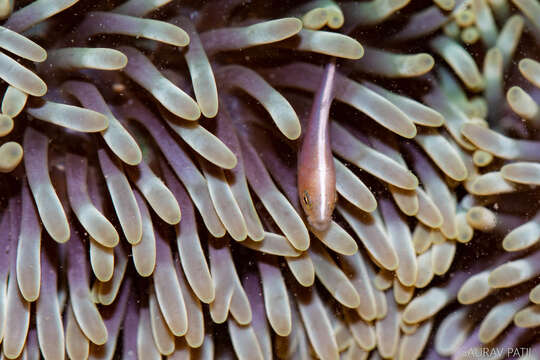 Image of Clown fish