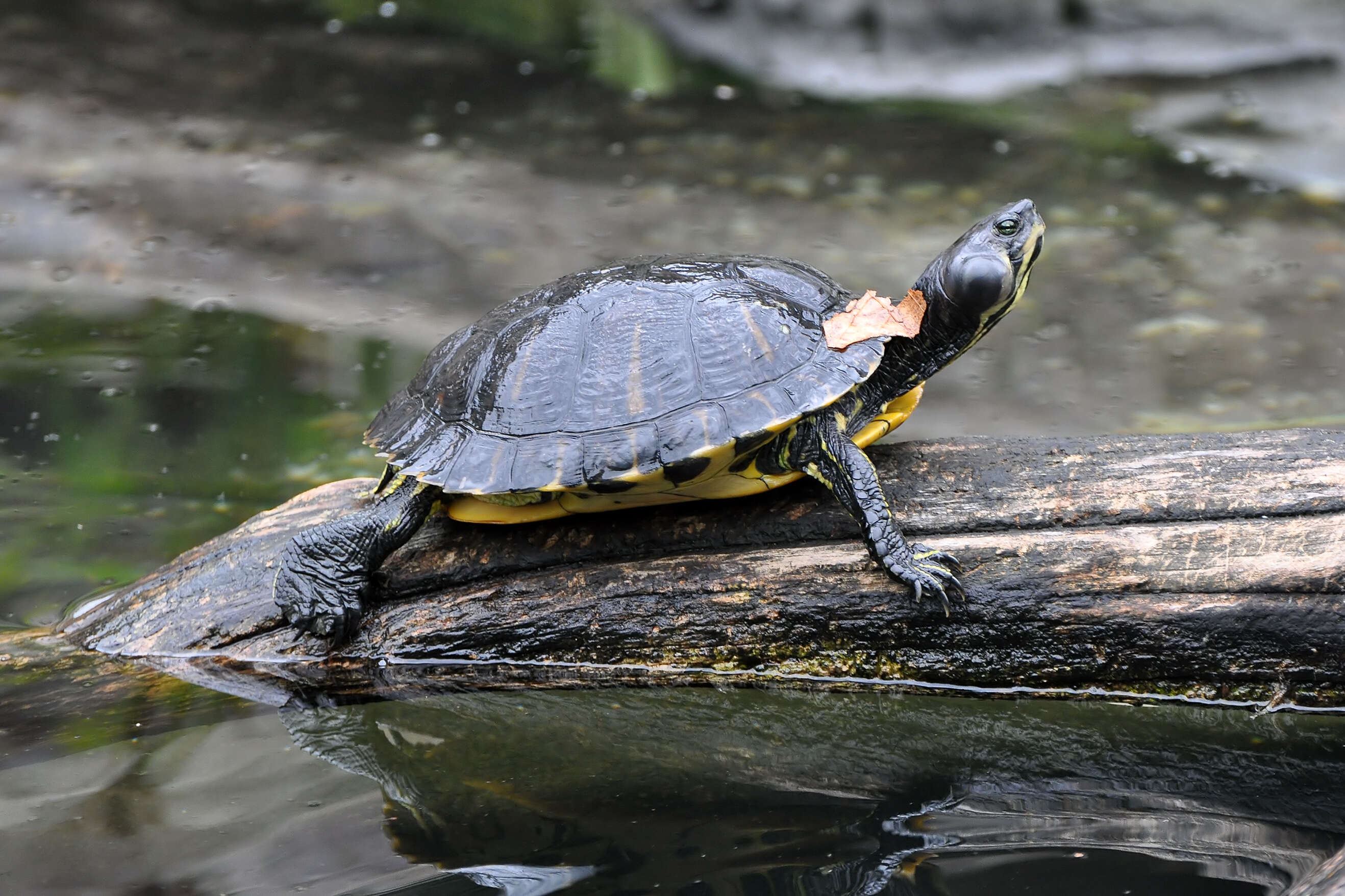 Image of yellow-bellied slider