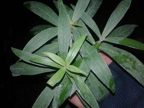 Image of long-leaved pimelea