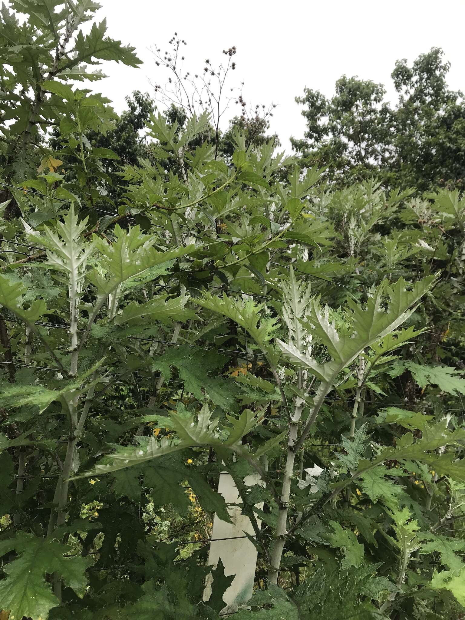 Image of Berkheya debilis Mac Owan