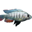 Image of Haplochromis pundamilia (Seehausen & Bouton 1998)