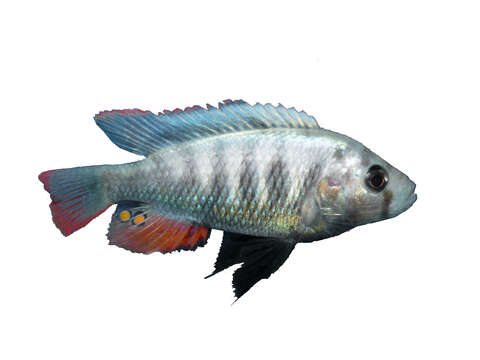 Image of Haplochromis pundamilia (Seehausen & Bouton 1998)