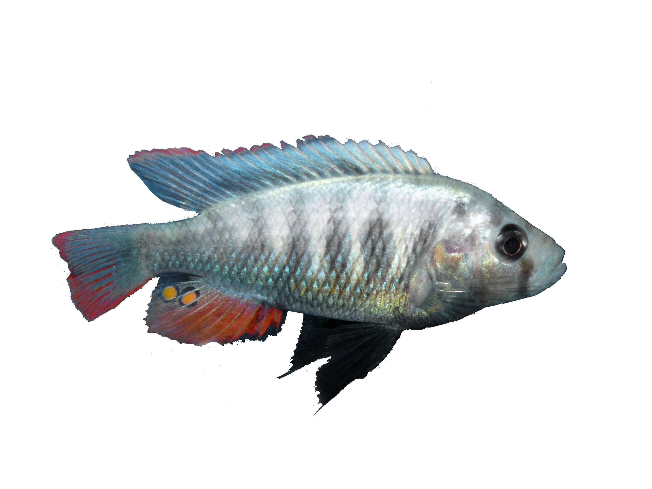 Image of Haplochromis pundamilia (Seehausen & Bouton 1998)