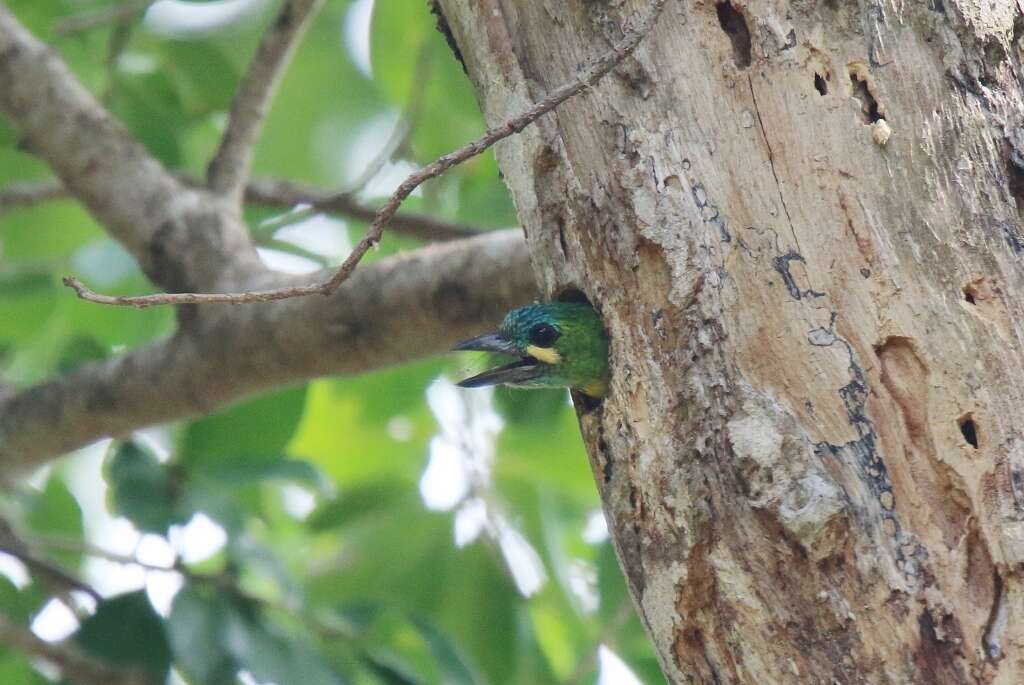 Image of Blue-eared Barbet