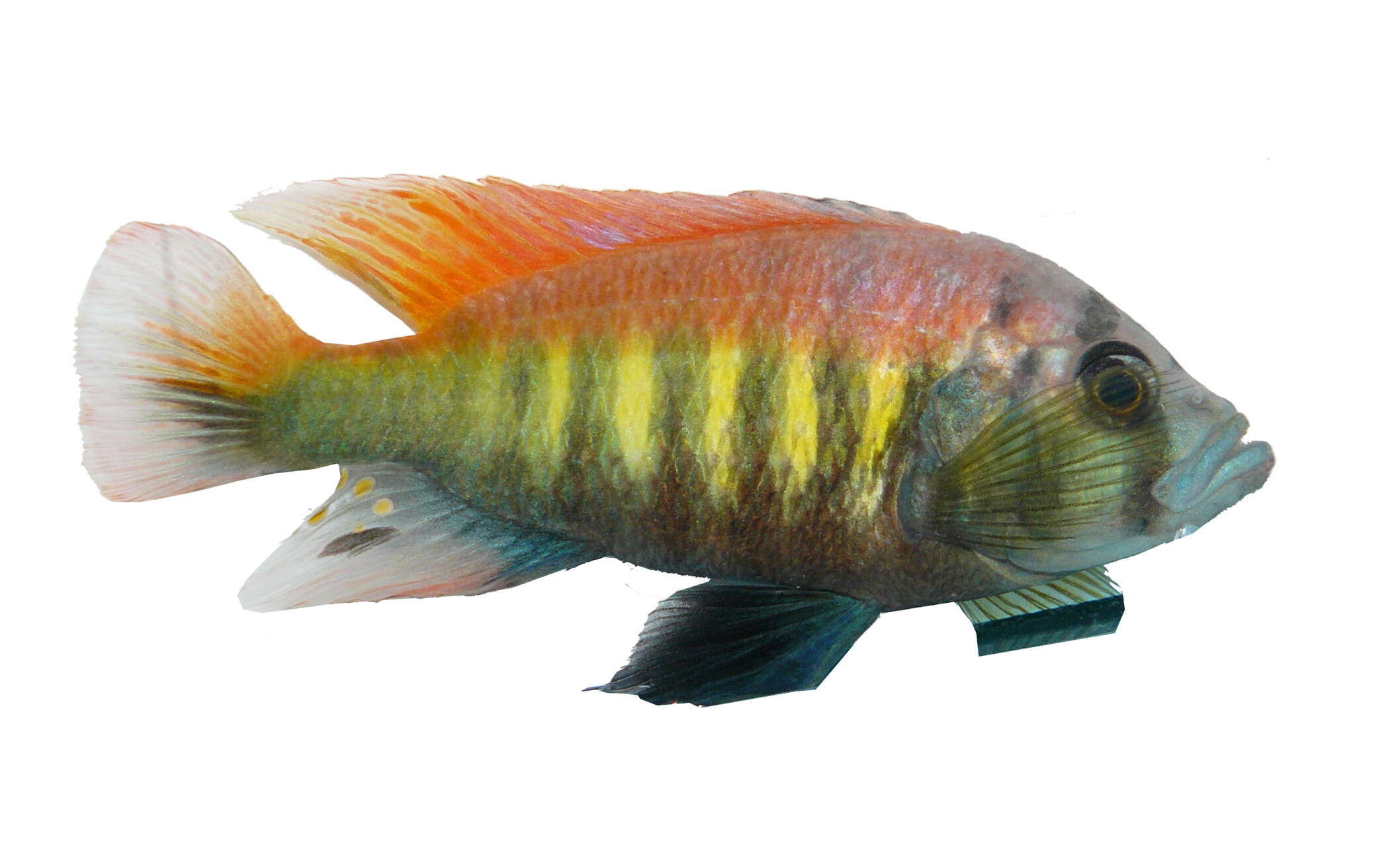 Image of Haplochromis nyererei Witte-Maas & Witte 1985
