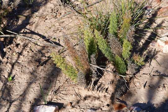 Image of Asparagus oliveri (Oberm.) Fellingham & N. L. Mey.