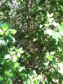 Image de Ceanothus arboreus Greene