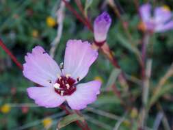 Plancia ëd Clarkia franciscana H. Lewis & Raven