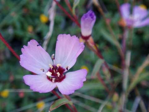 Plancia ëd Clarkia franciscana H. Lewis & Raven