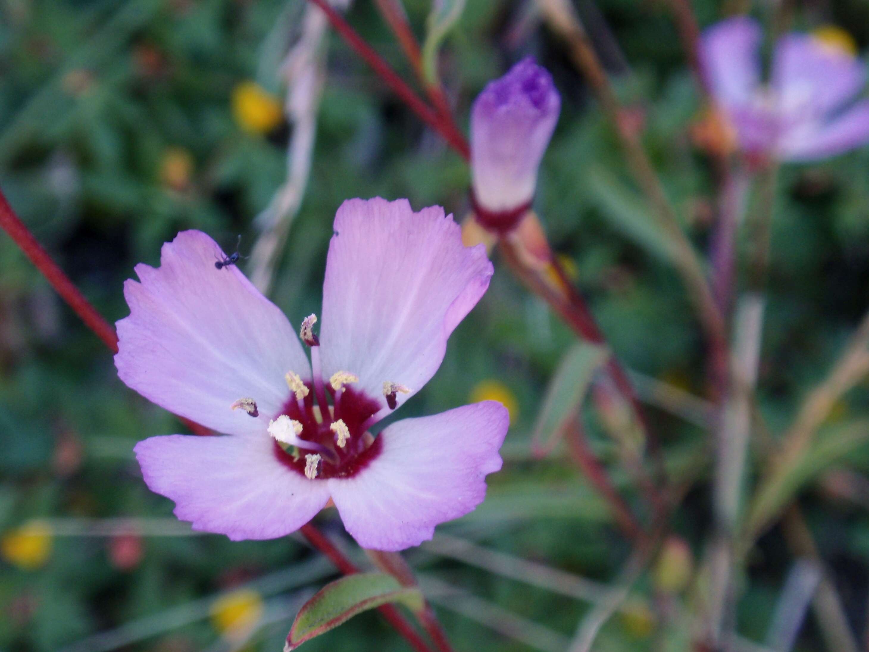 Image of Presidio clarkia