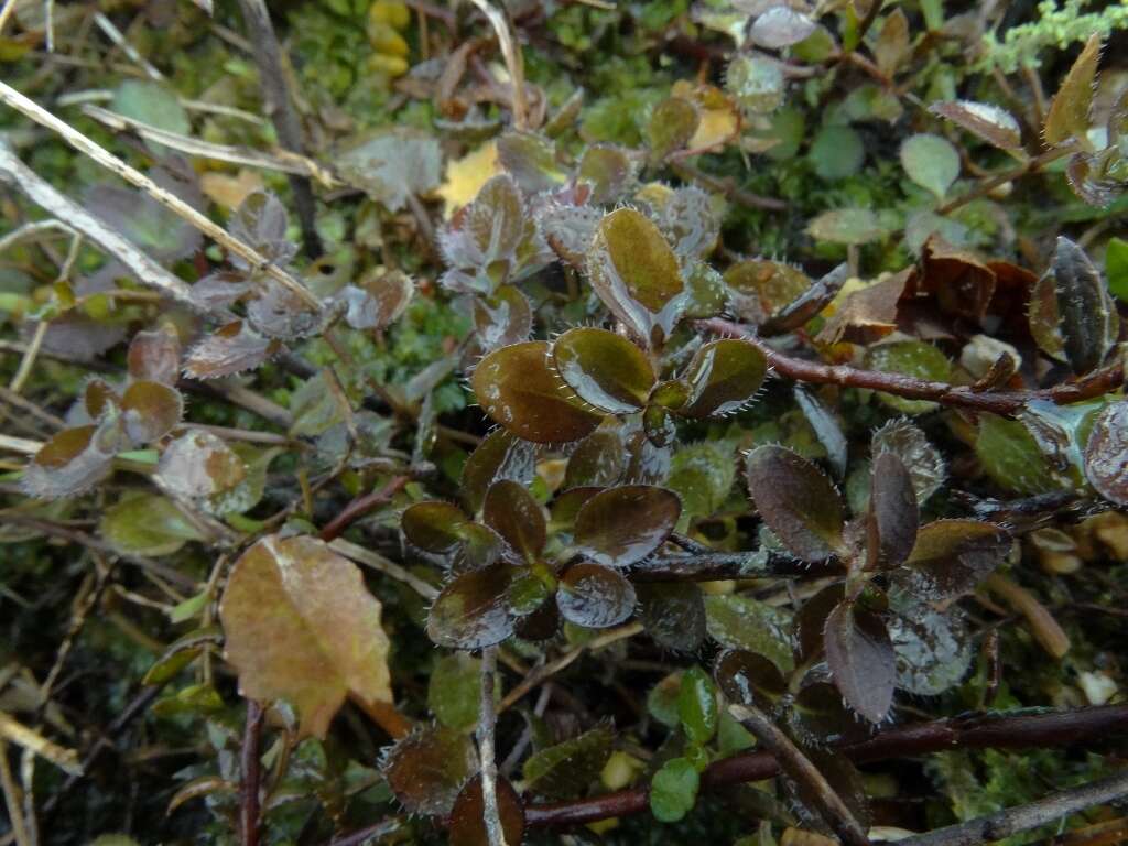 Plancia ëd Leptostigma setulosum (Hook. fil.) Fosberg