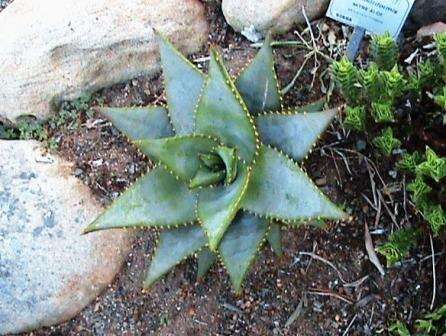 Слика од Aloe perfoliata L.