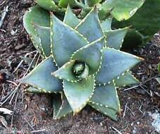 Слика од Aloe perfoliata L.