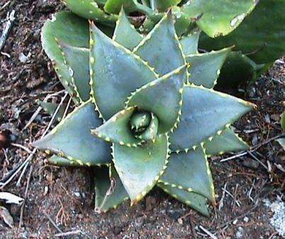 Слика од Aloe perfoliata L.