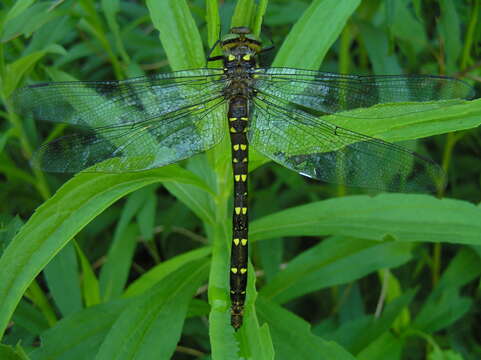 Image of Twin-Spotted Spiketail