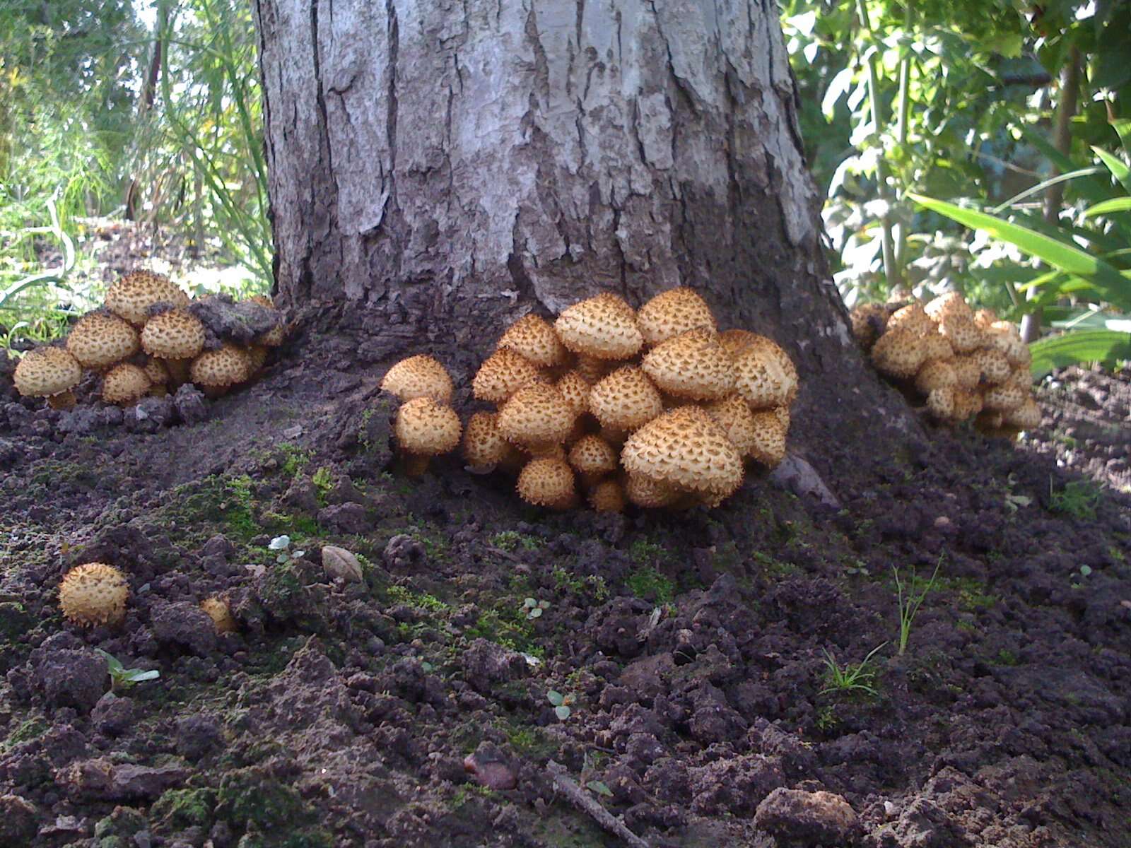 Pholiota squarrosa (Vahl) P. Kumm. 1871 resmi