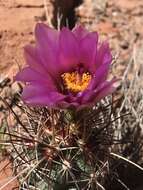 Plancia ëd Sclerocactus parviflorus Clover & Jotter