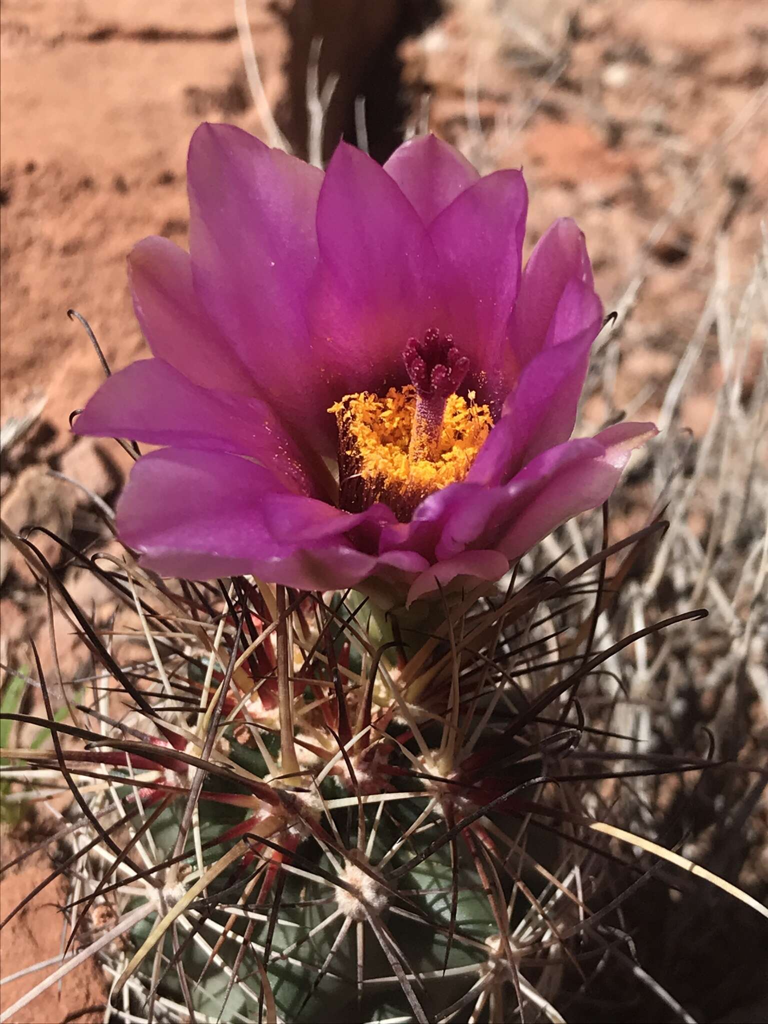 Plancia ëd Sclerocactus parviflorus Clover & Jotter