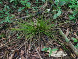 Image of Tillandsia remota Wittm.