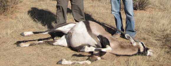 Image of Grazing antelope