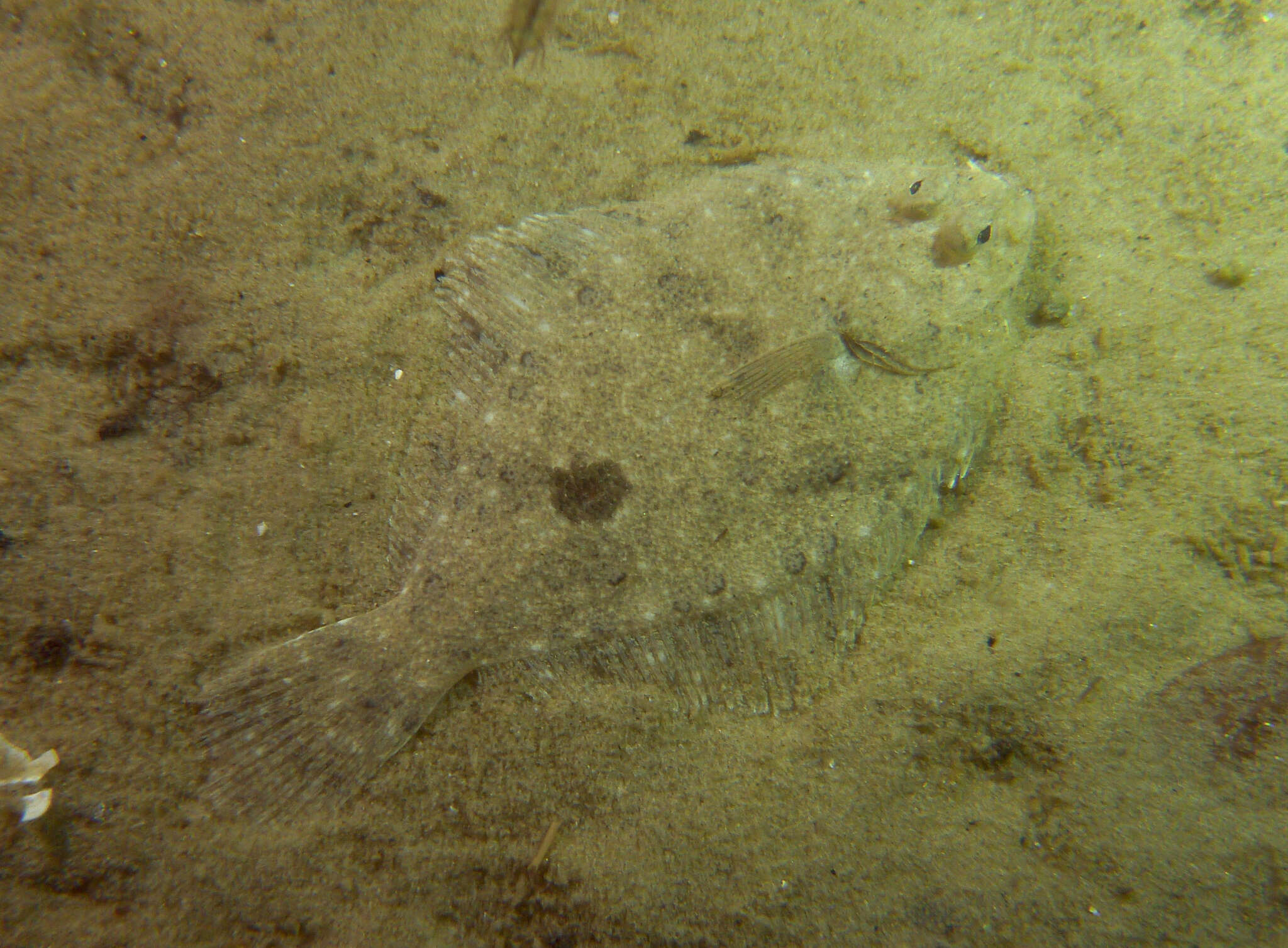 Image of Greenback flounder