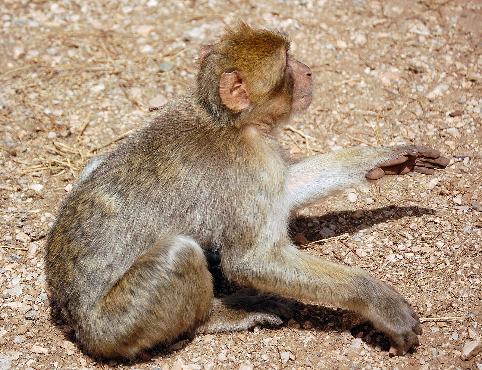 Image of Barbary Ape