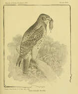 Image of Red-tailed Hawk