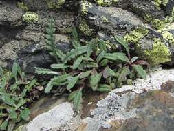 Image of Jurinea filicifolia Boiss.