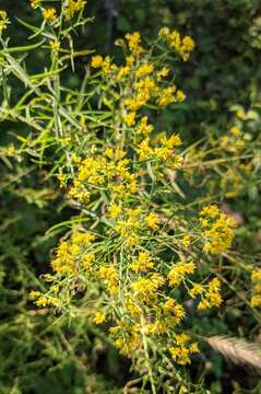 Image of Texas goldentop