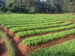 Image of hausa potato