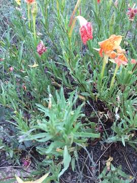 Imagem de Oenothera hartwegii subsp. fendleri (A. Gray) W. L. Wagner & Hoch