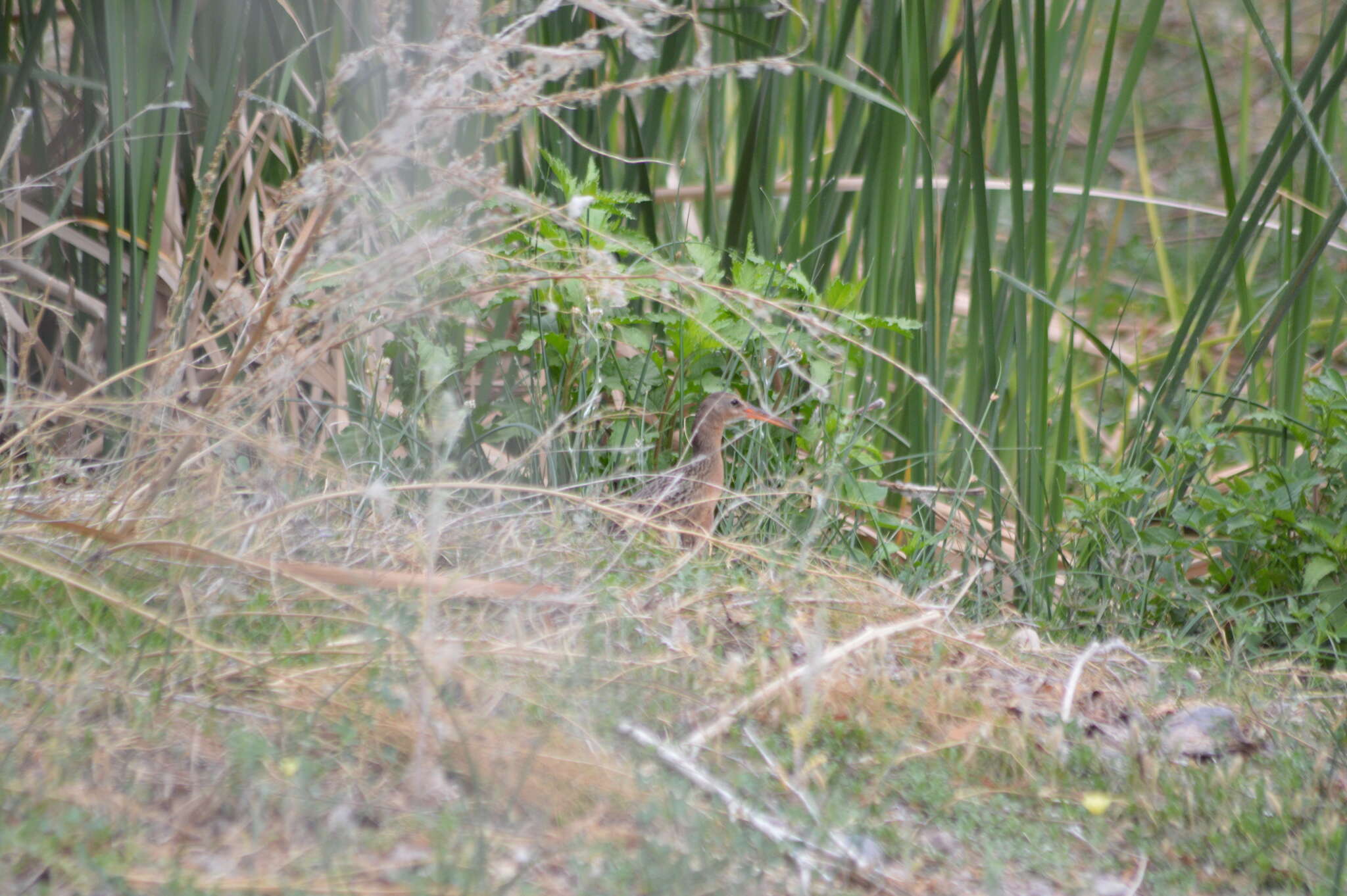 Image of Aztec Rail