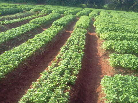 Image of hausa potato