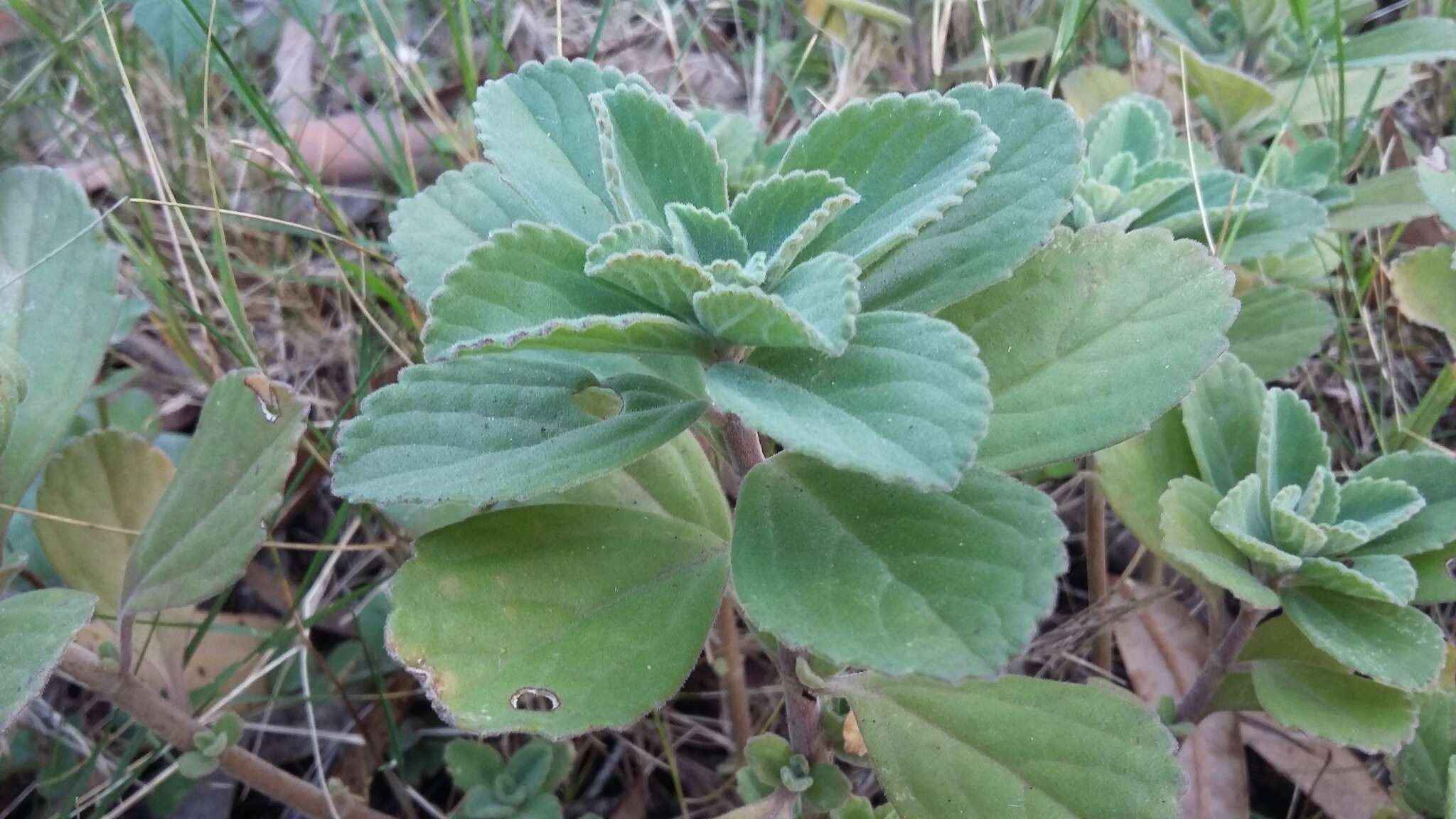 Image de Plectranthus neochilus Schltr.