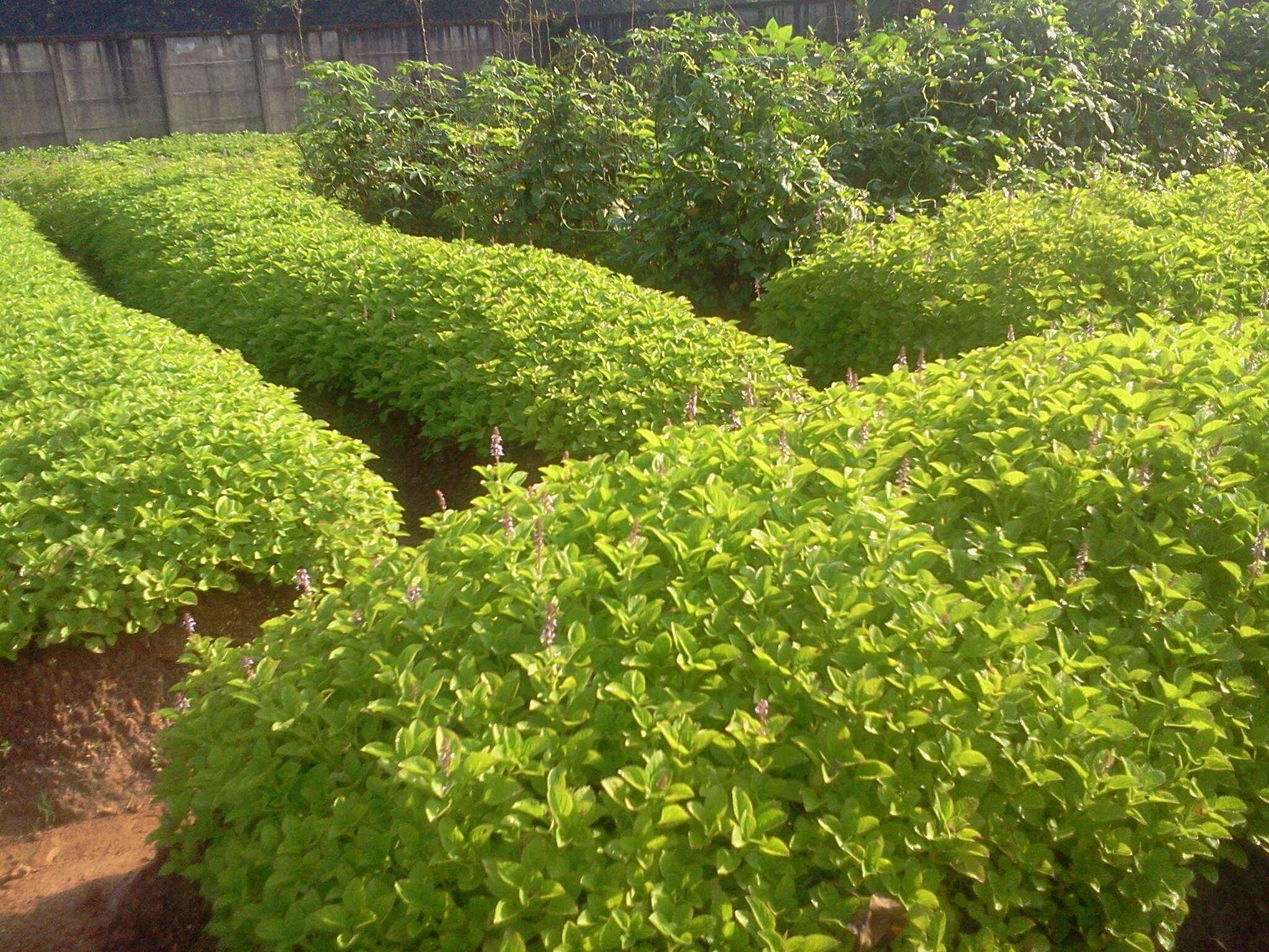 Image de Plectranthus rotundifolius (Poir.) Spreng.