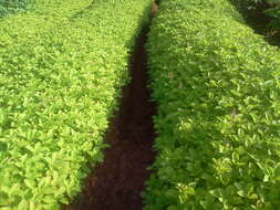 Image of hausa potato