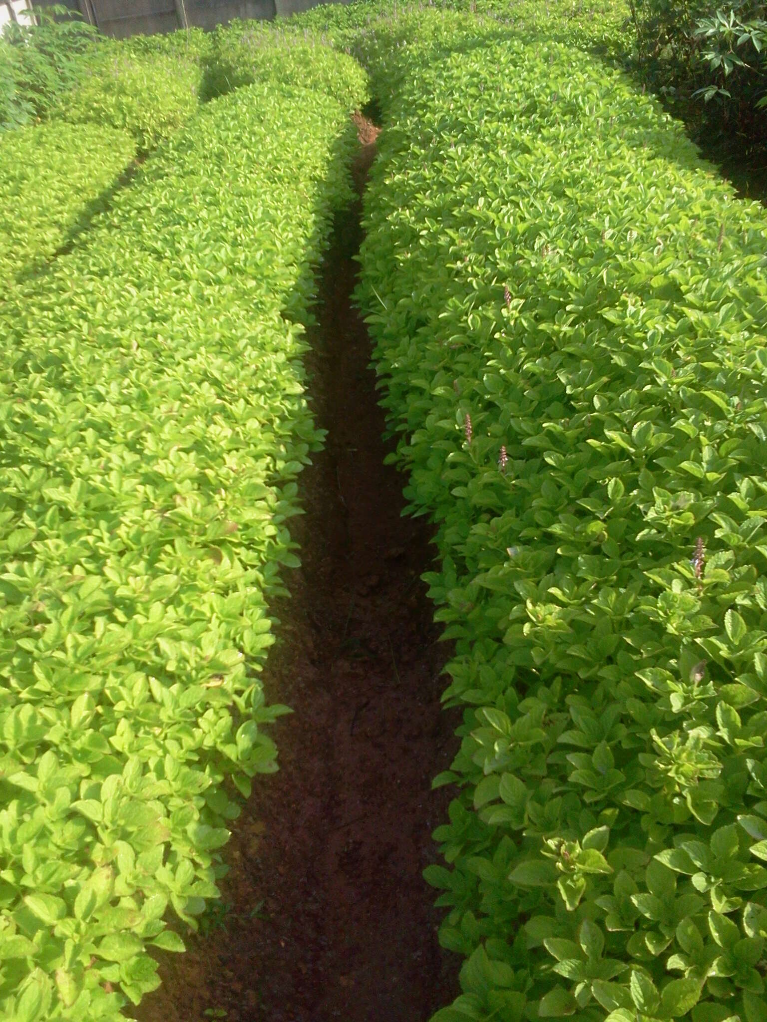 Image of hausa potato