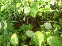 Image of hausa potato