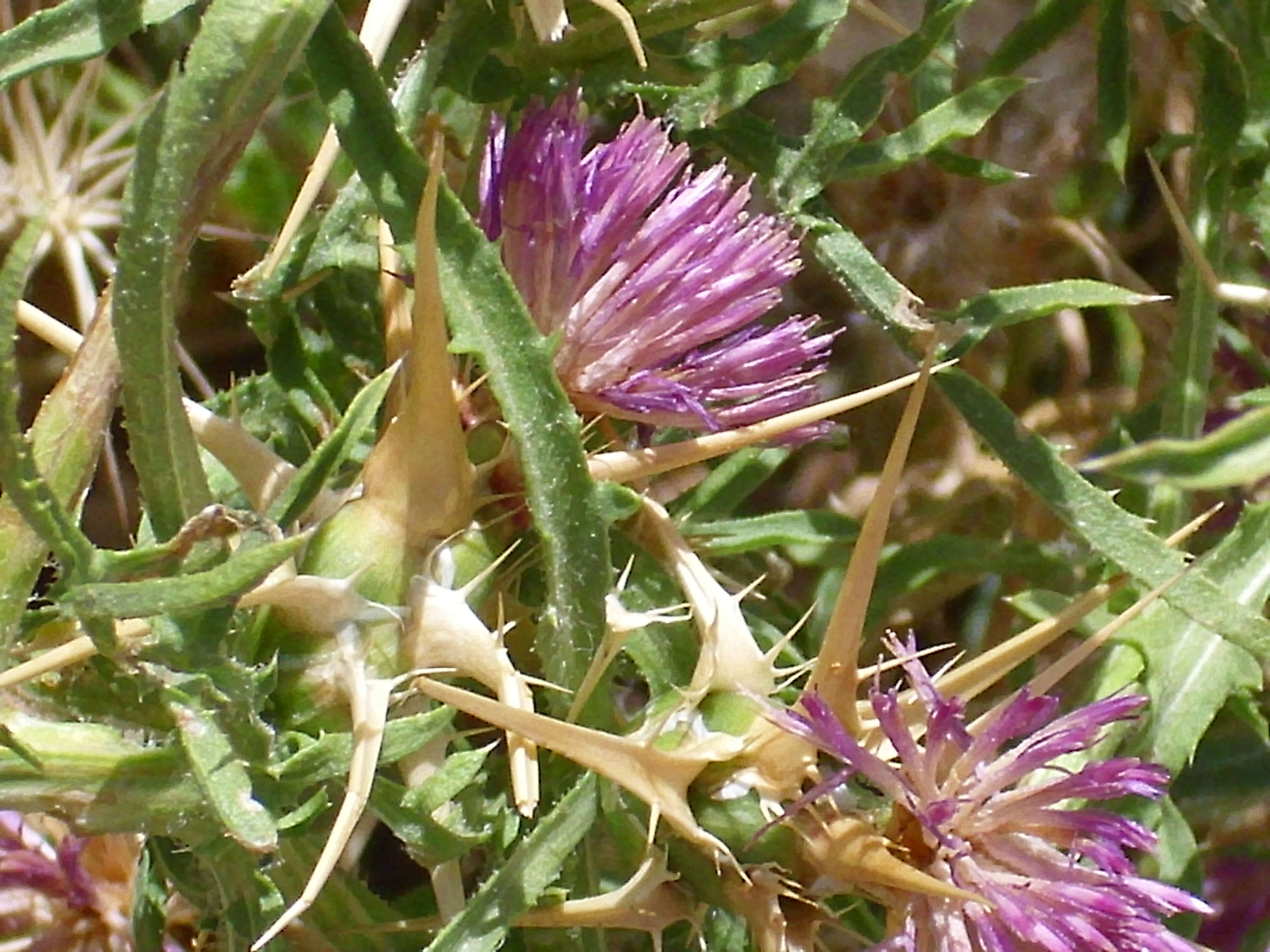 Image of red star-thistle