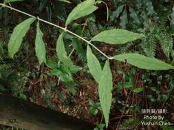 Image of Callicarpa randaiensis Hayata