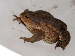 Image of Common Toad