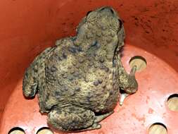 Image of Common Toad