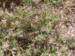 Image of red star-thistle