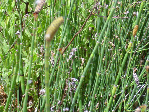 Image of boston horsetail