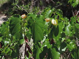 Plancia ëd Cercis canadensis var. texensis (S. Watson) M. Hopkins