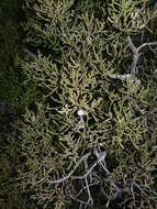 Imagem de Juniperus californica Carrière