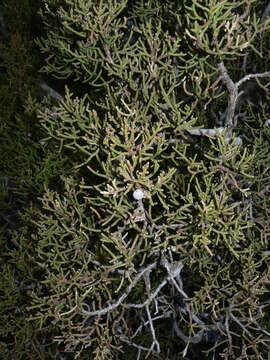 Imagem de Juniperus californica Carrière