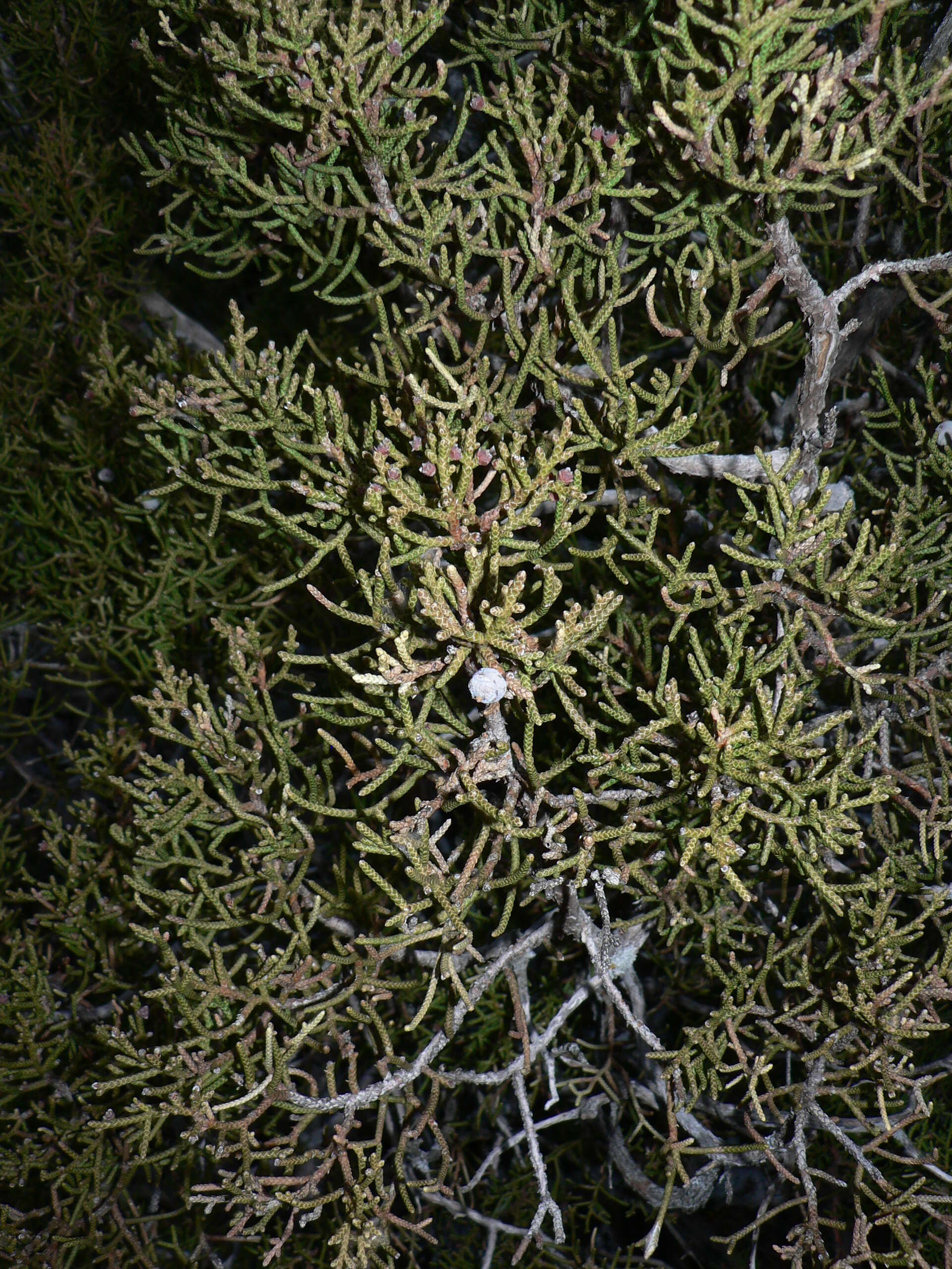 Sivun Juniperus californica Carrière kuva