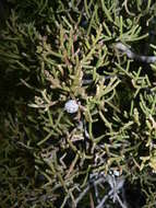 Imagem de Juniperus californica Carrière