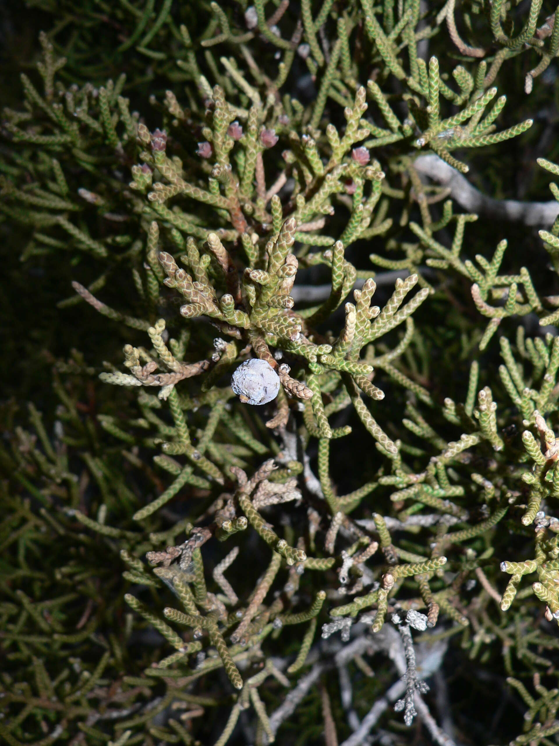 Image of California Juniper